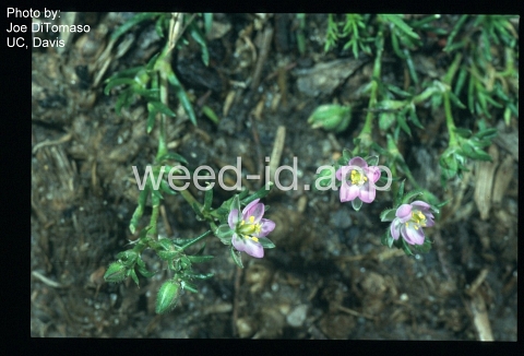 sandspurry, Boccone's